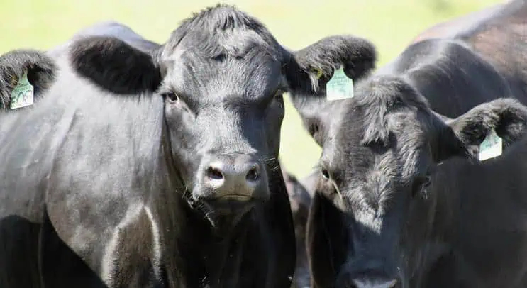 Picture of a cow with a green pasture in the background.