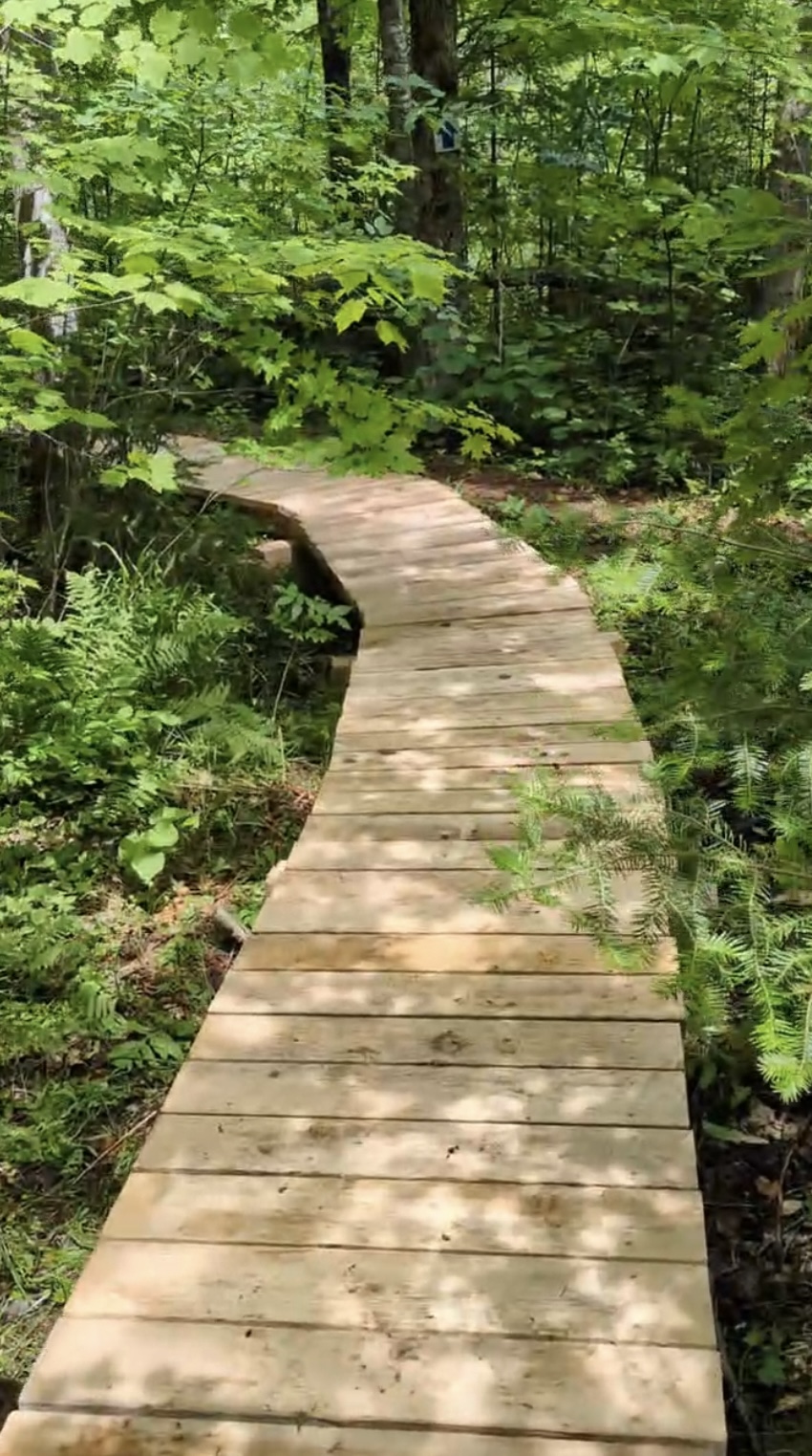 Boardwalk through trees